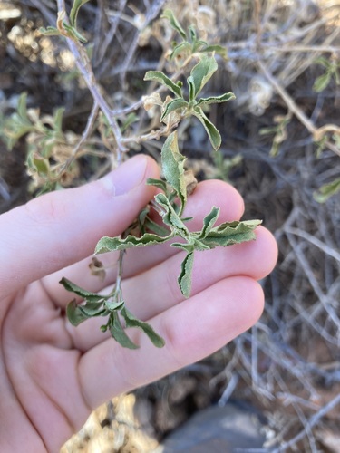 Eremophila serrulata (Eremophila serrulata)