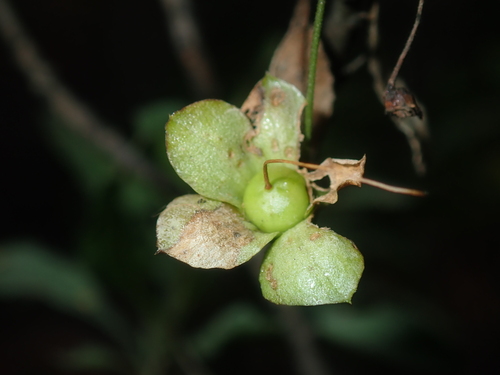 Eremophila serrulata (Eremophila serrulata)