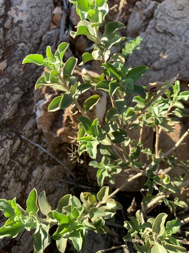 Eremophila serrulata (Eremophila serrulata)