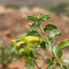 Eremophila serrulata (Eremophila serrulata)