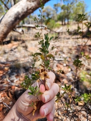 Eremophila serrulata (Eremophila serrulata)