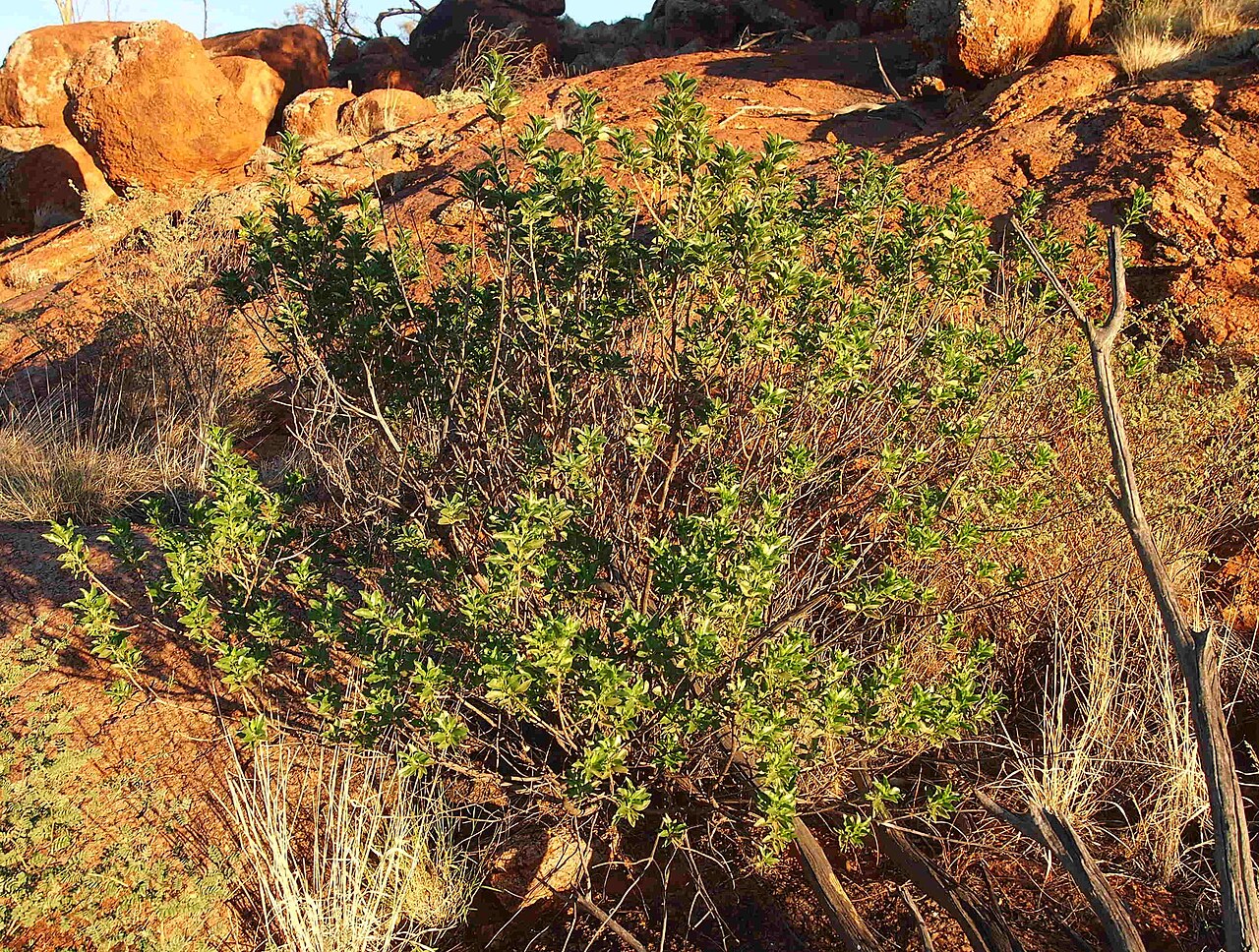 Eremophila serrulata: Eremophila serrulata