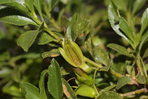 Eremophila serrulata (Eremophila serrulata)