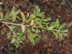 Eremophila serrulata (Eremophila serrulata)