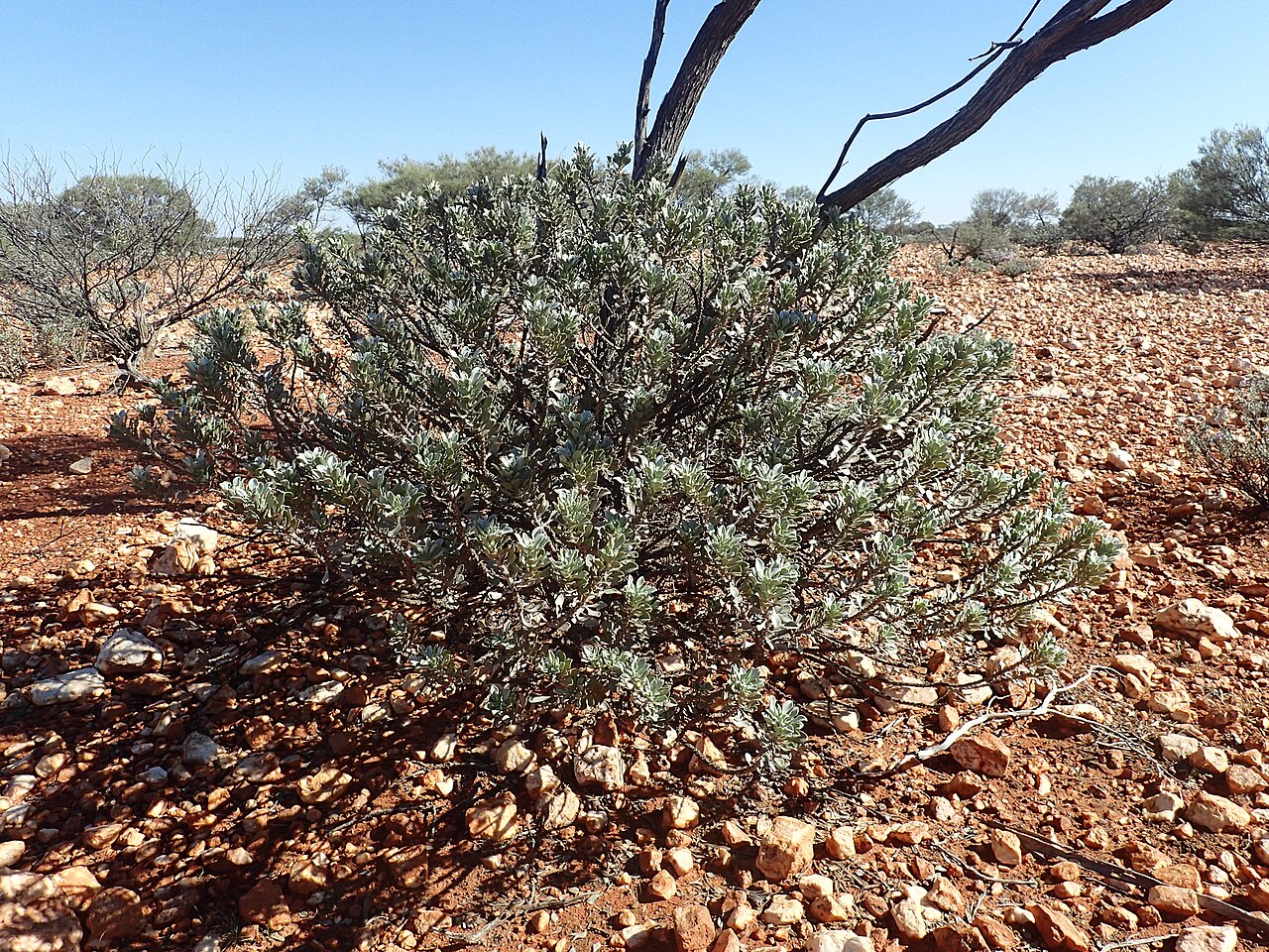 Eremophila spathulata: Eremophila spathulata growing 16.3km along Neds Creek Road