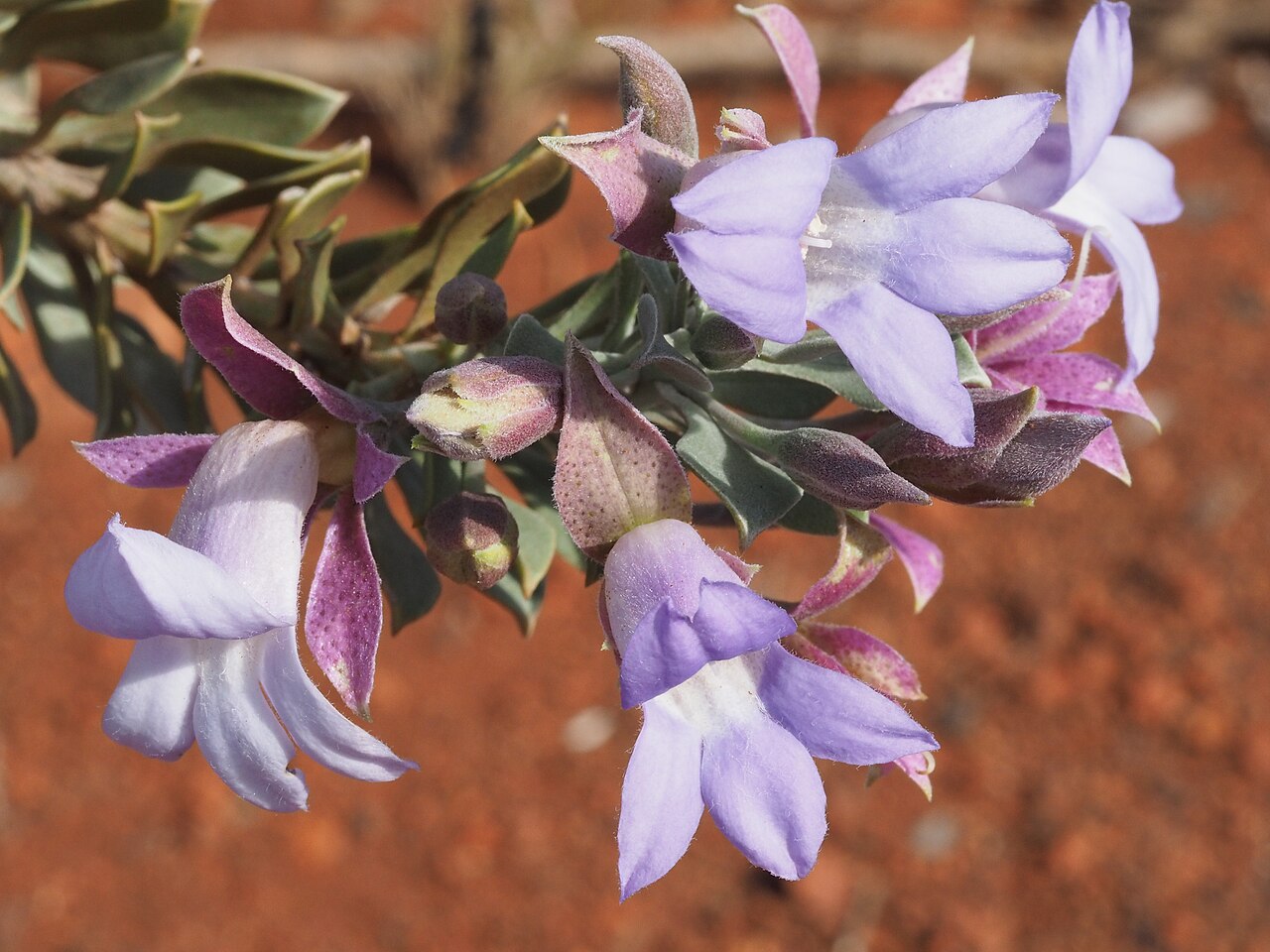 Eremophila spathulata: Eremophila spathulata growing 80km north of Meekatharra