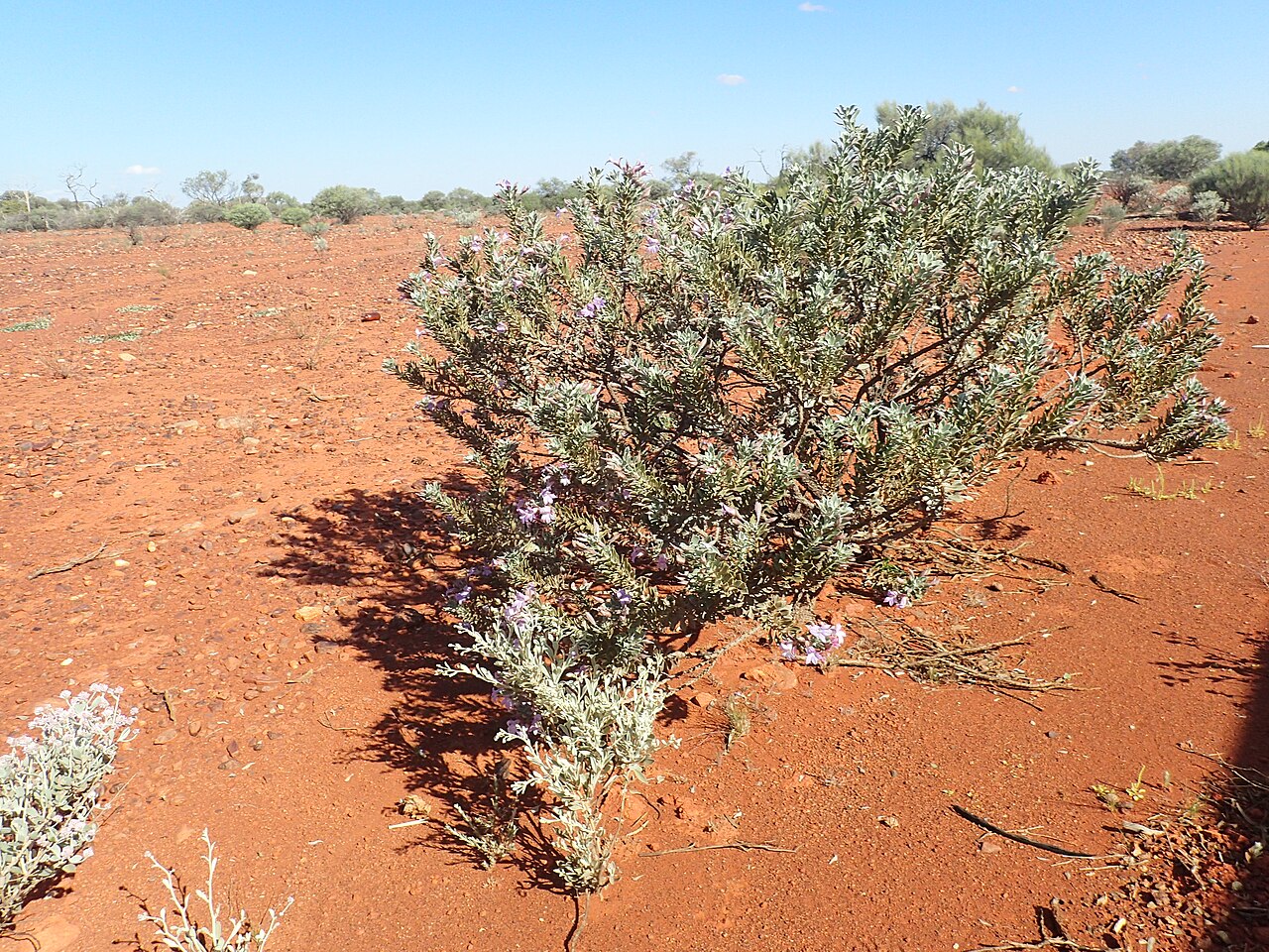 Eremophila spathulata: Eremophila spathulata growing 80km north of Meekatharra