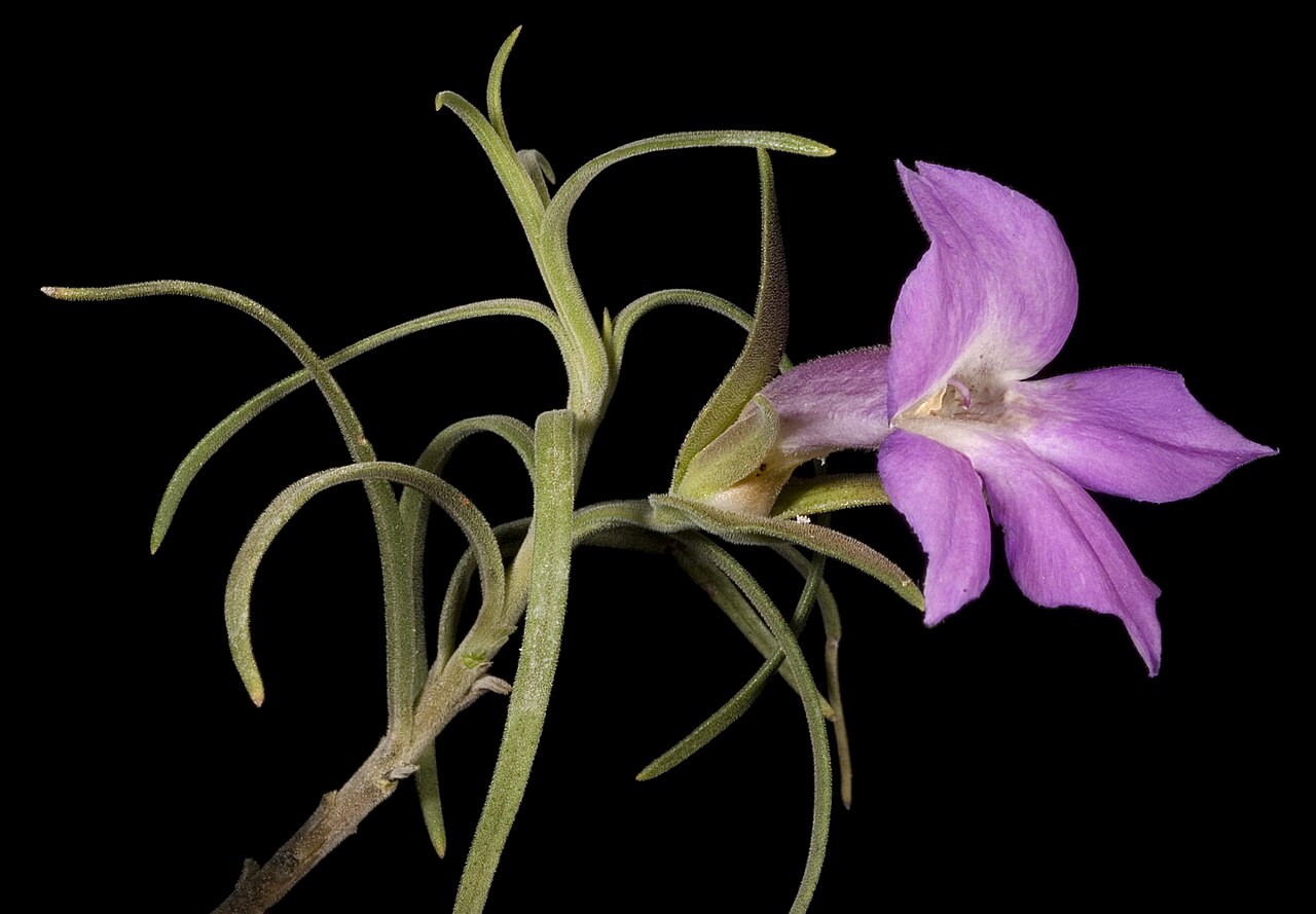 Showy poverty bush: KRT3278