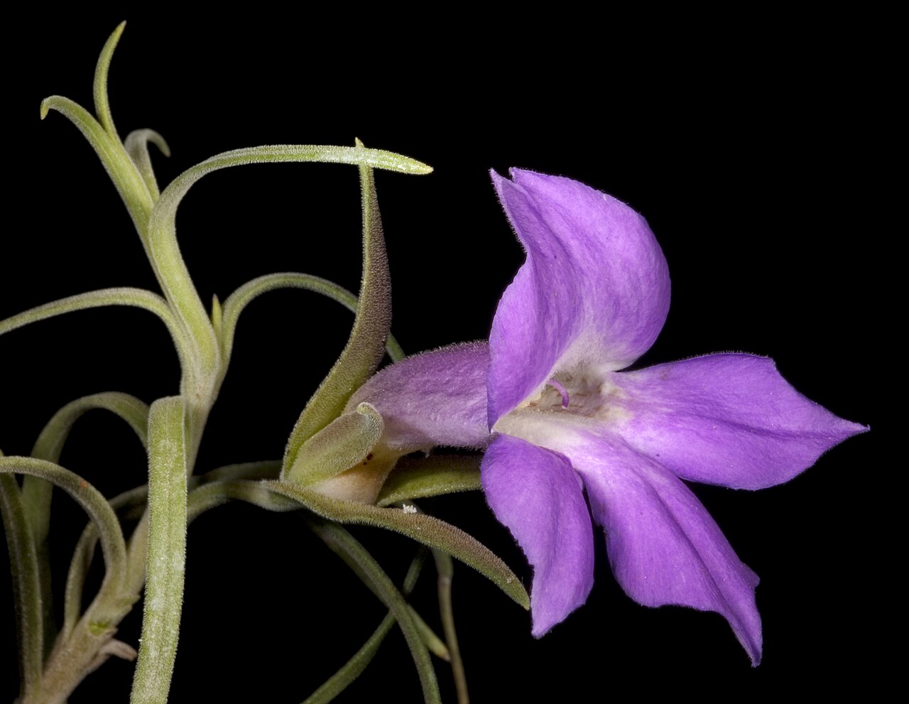 Showy poverty bush: KRT3278