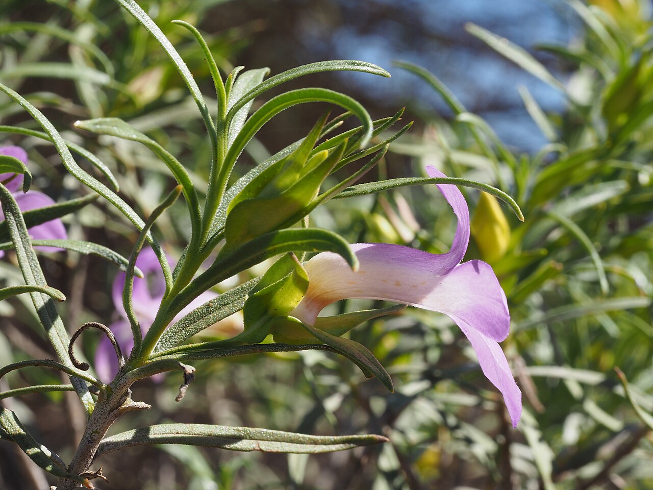 Showy poverty bush: Eremophila spectabilis brevis growing 16.3 west along Neds Creek Road