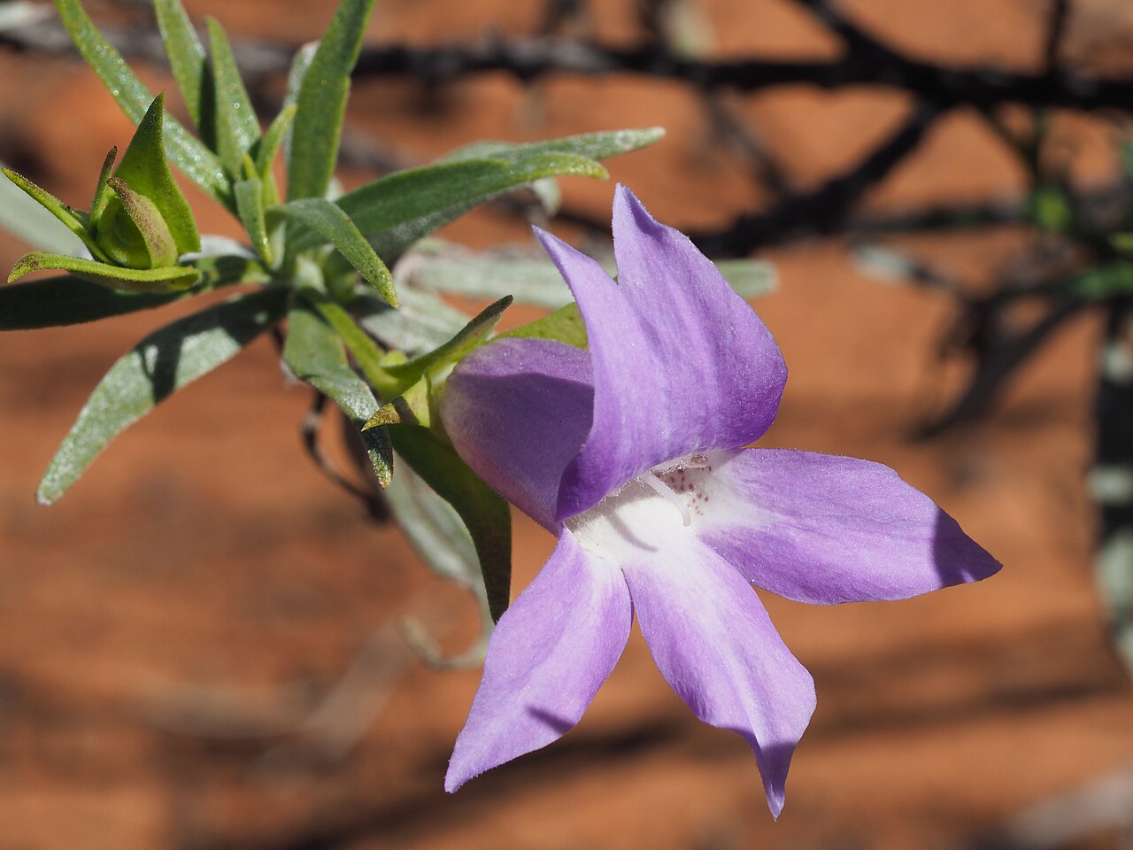 Showy poverty bush: Eremophila spectabilis brevis growing 16.3 west along Neds Creek Road