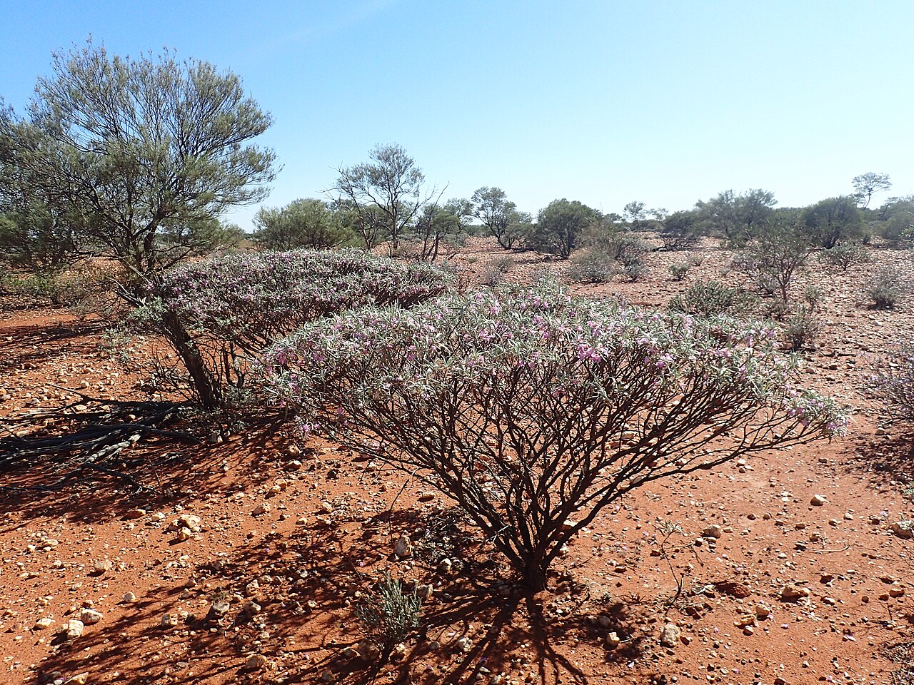 Showy poverty bush: Eremophila spectabilis brevis growing 16.3 west along Neds Creek Road