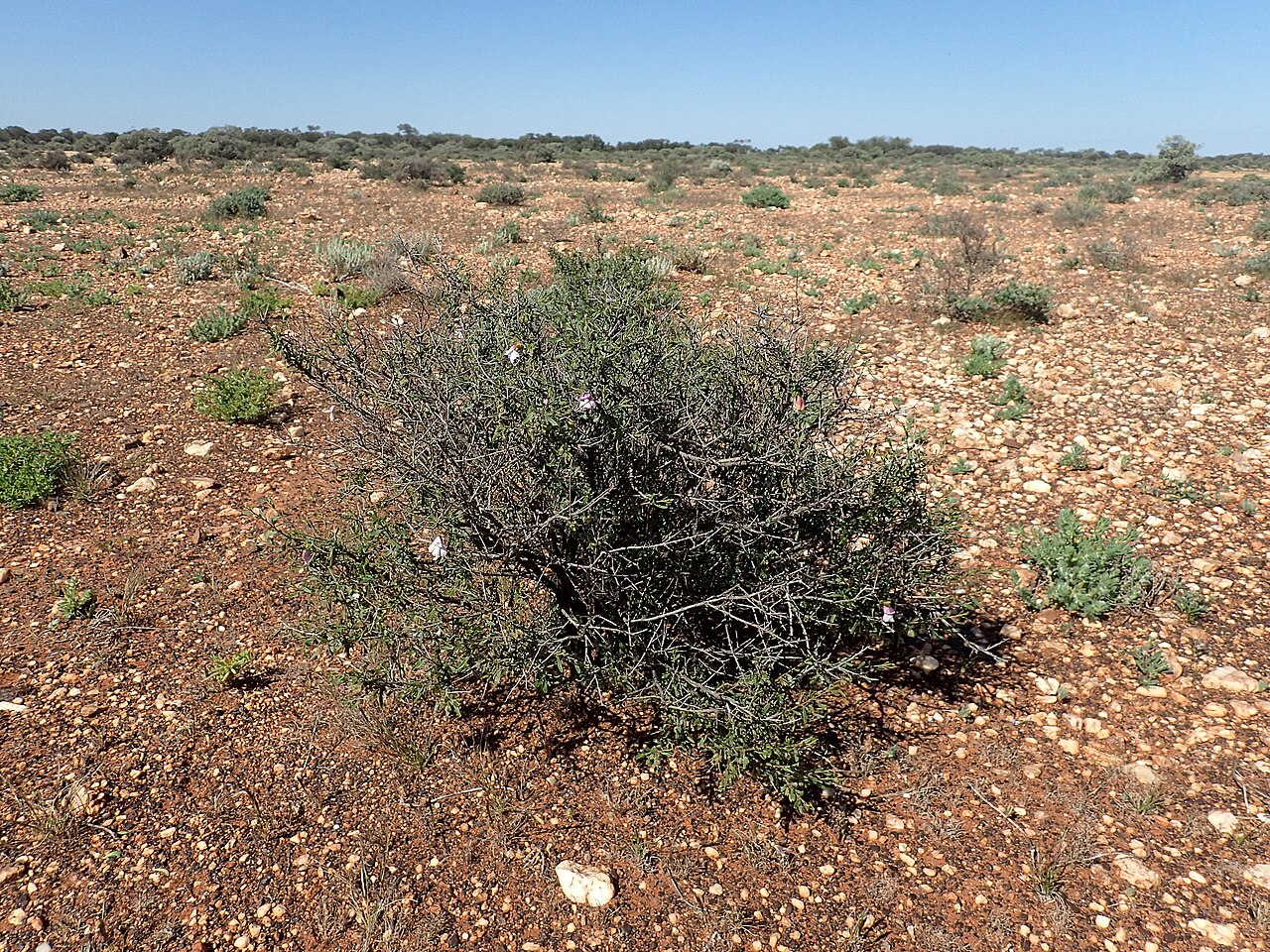 Eremophila spinescens: Eremophila spinescens (habit) growing 27km east along Neds Creek Road