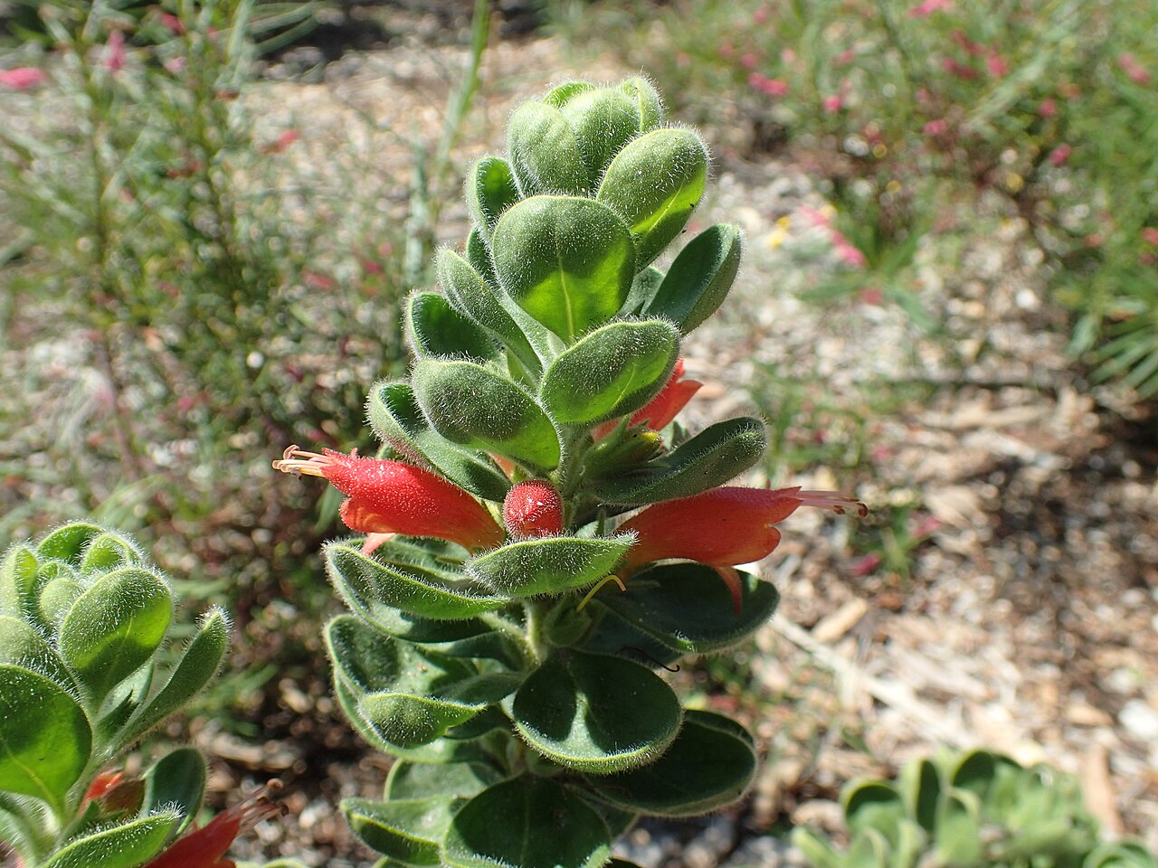 Eremophila splendens: Eremophila splendens growing in Kings Park, Perth W.A.