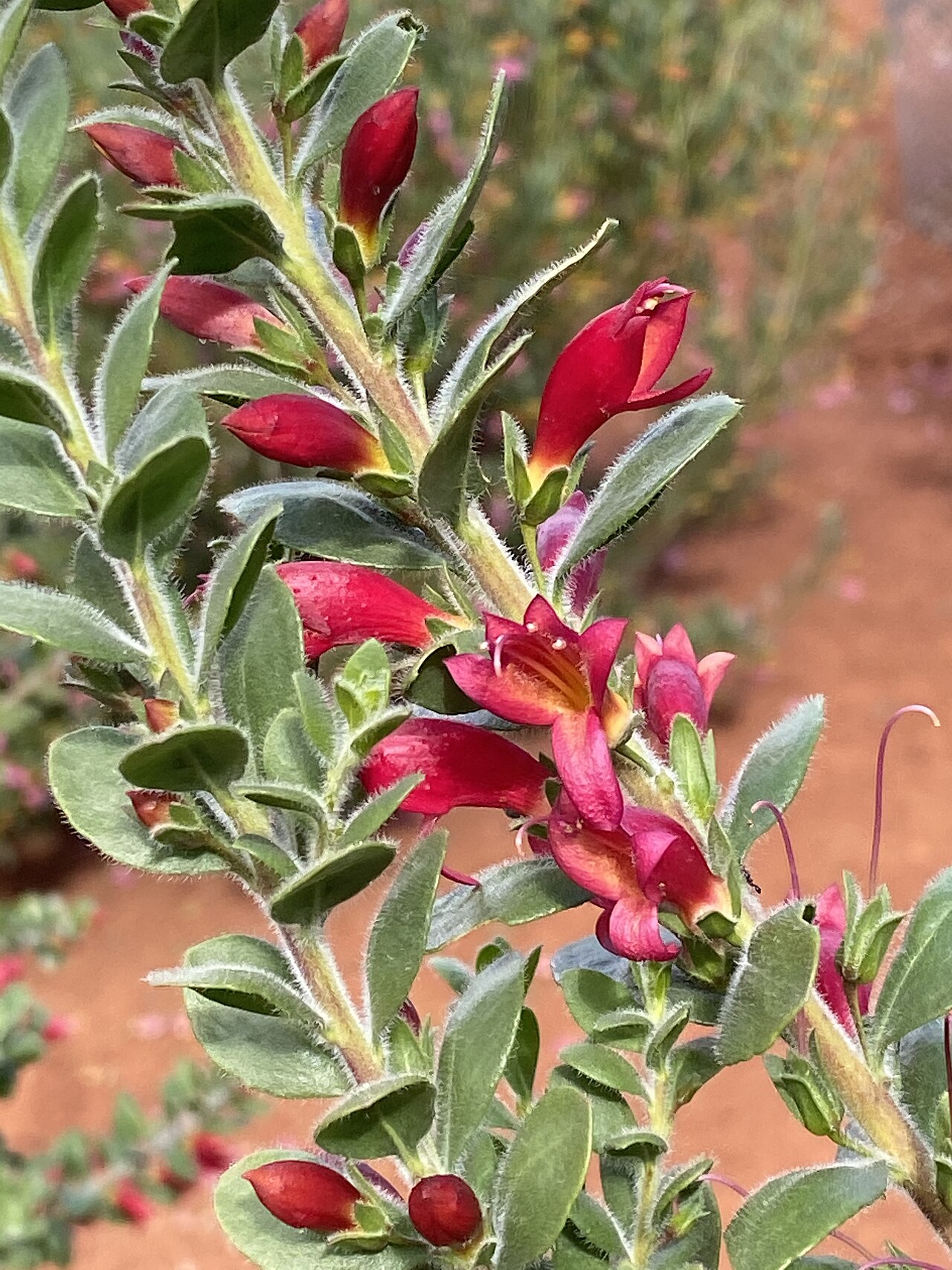 Eremophila splendens: Eremophila splendens x calorhabdos in the Australian Botanic Garden, Mount Annan