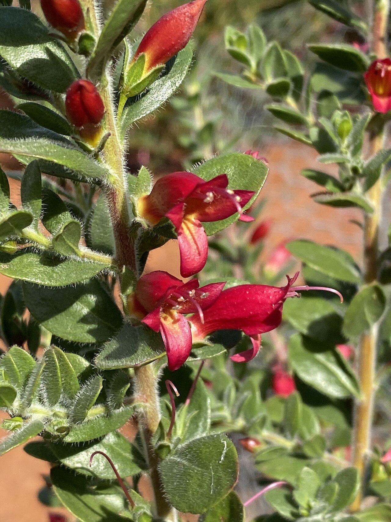 Eremophila splendens: Eremophila splendens x calorhabdos in the Australian Botanic Garden, Mount Annan