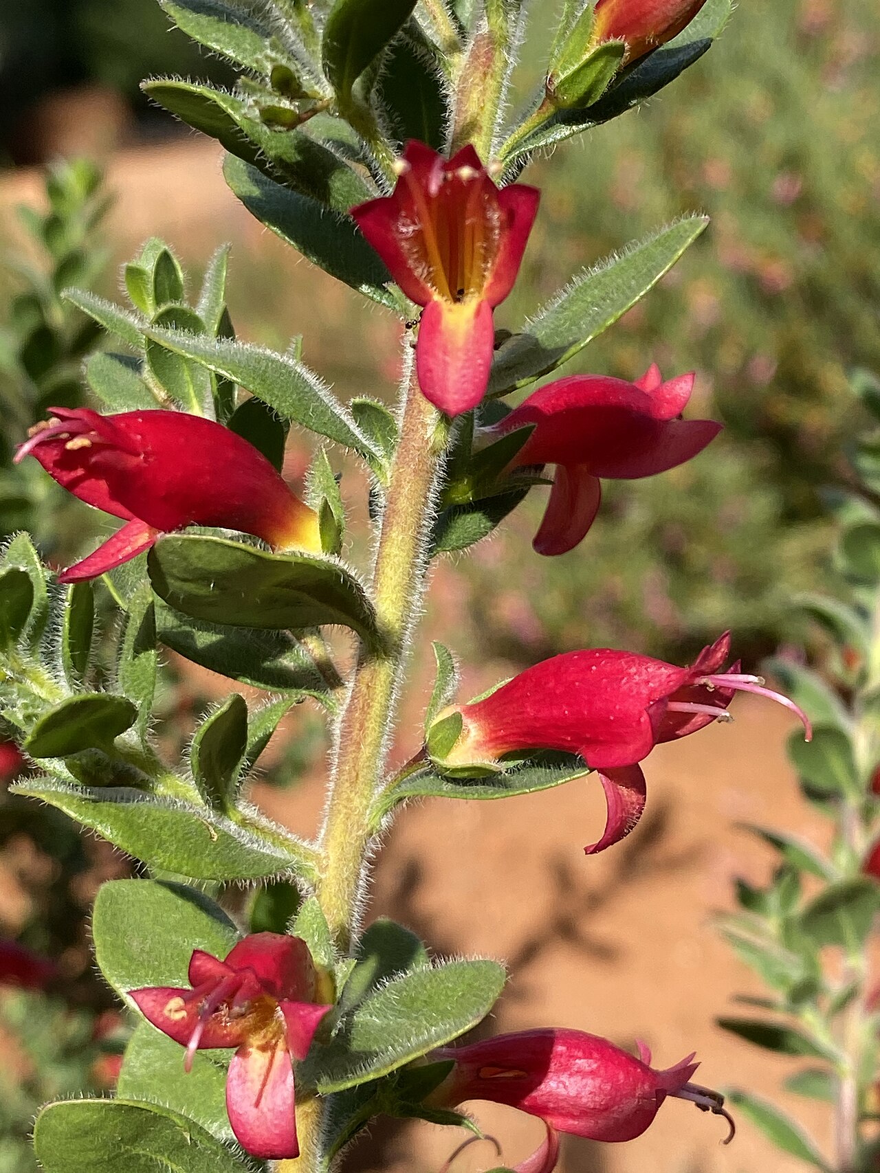 Eremophila splendens: Eremophila splendens x calorhabdos in the Australian Botanic Garden, Mount Annan