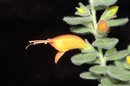 Eremophila splendens: Eremophila splendens