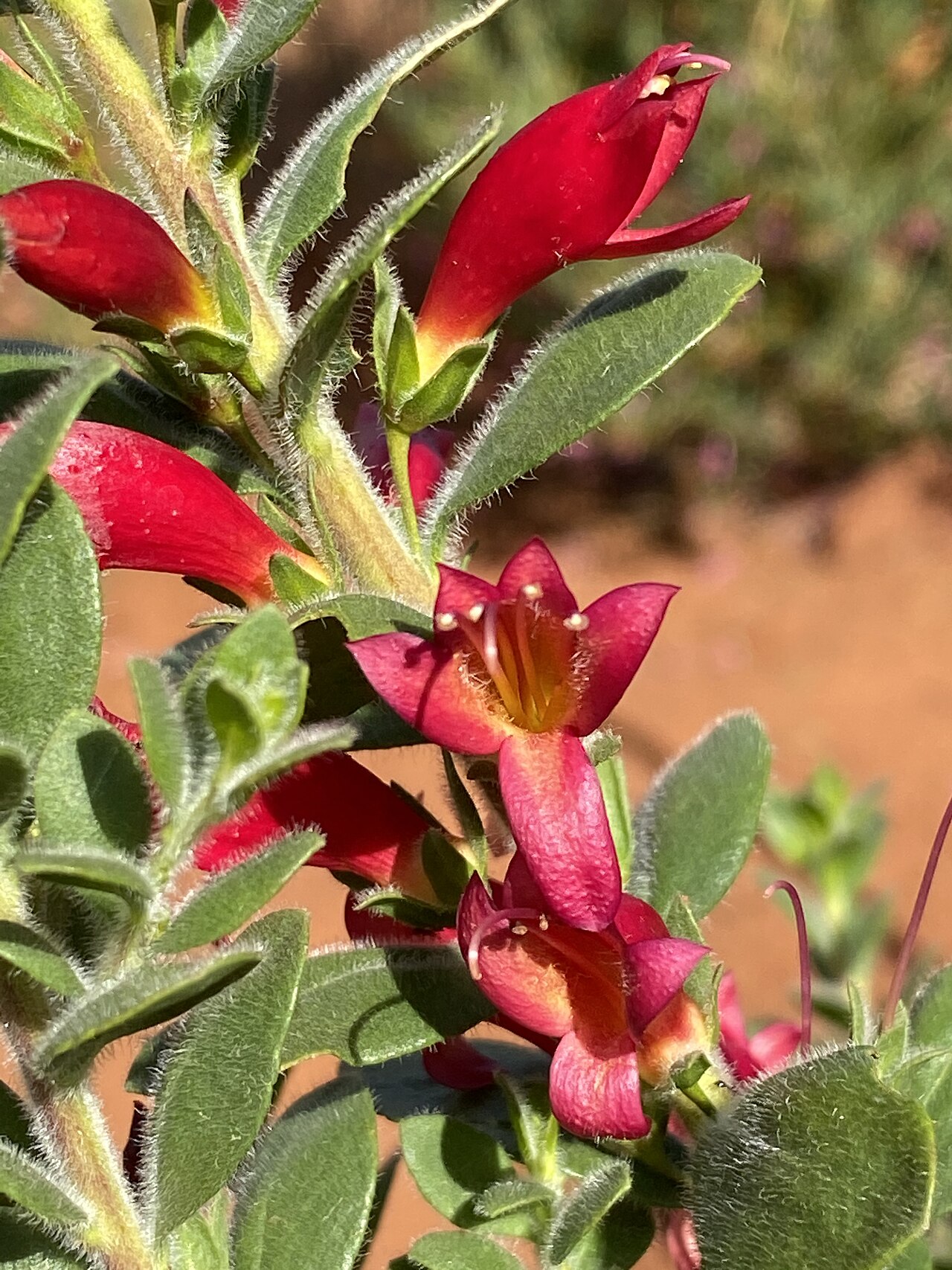 Eremophila splendens: Eremophila splendens x calorhabdos in the Australian Botanic Garden, Mount Annan