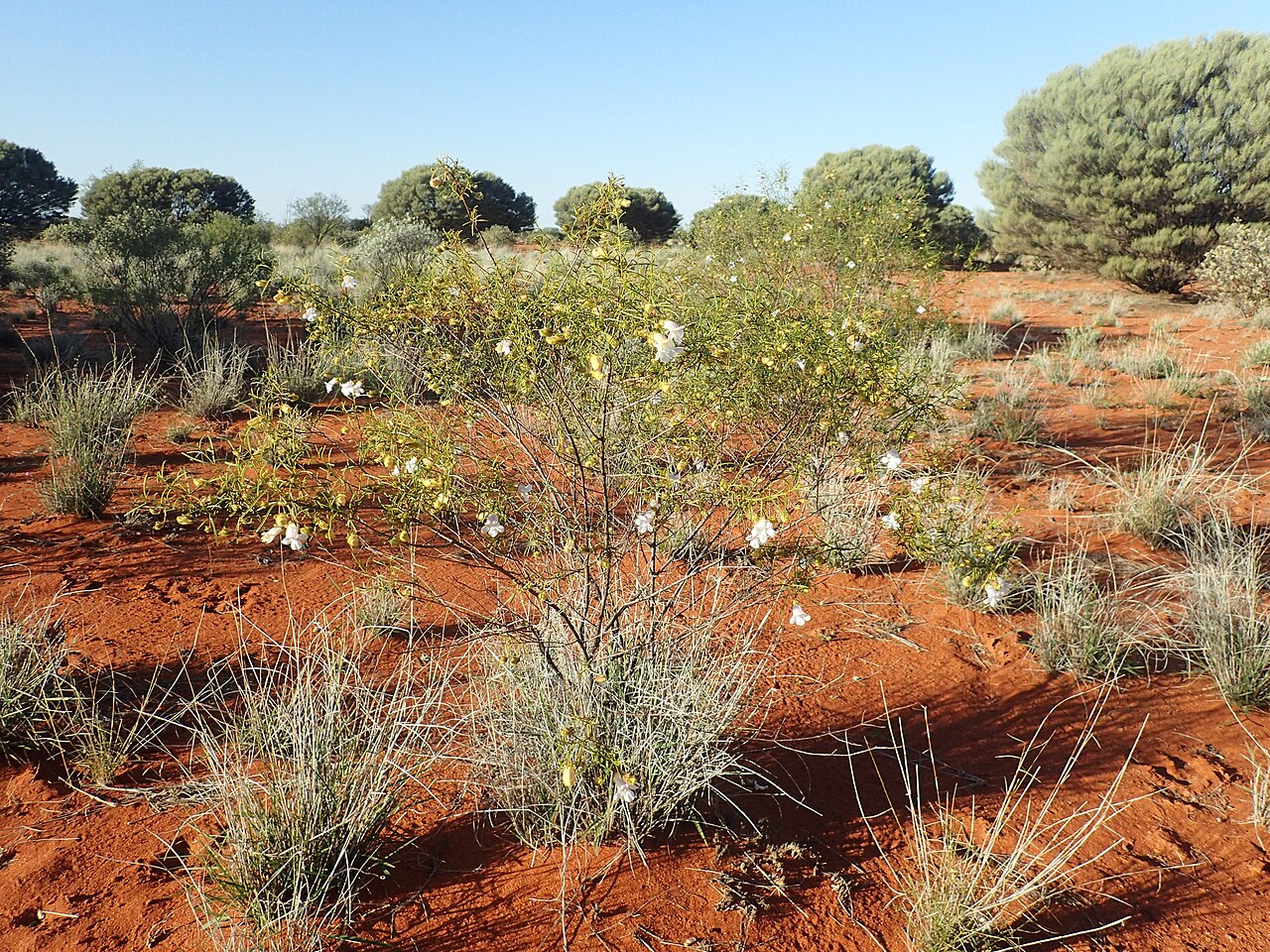Eremophila spuria: Eremophila spuria growing 10km south of Karalundi