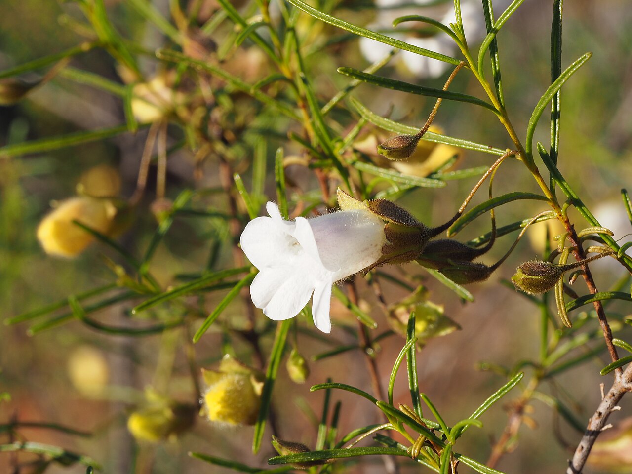 Eremophila spuria: Eremophila spuria growing 10km south of Karalundi
