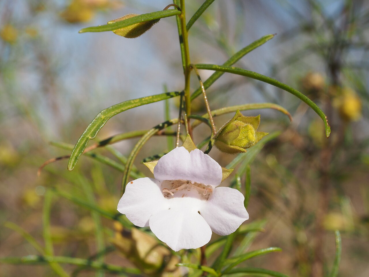 Eremophila spuria: Eremophila spuria growing 3.5km west of "Congo Creek"