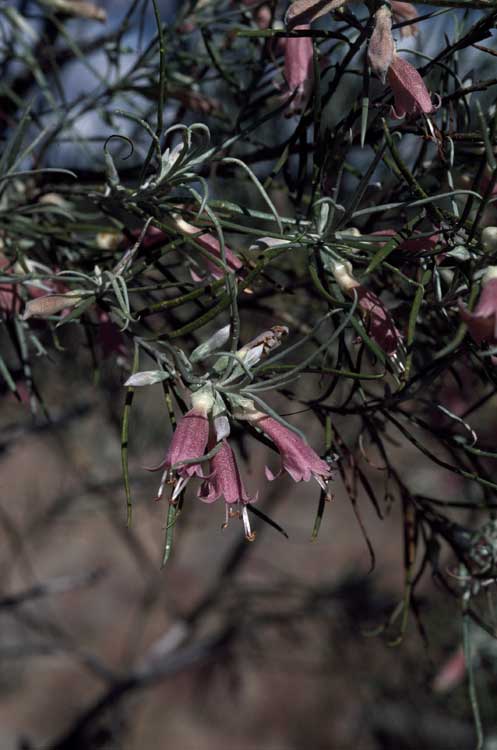 Eremophila stenophylla: Eremophila stenophylla