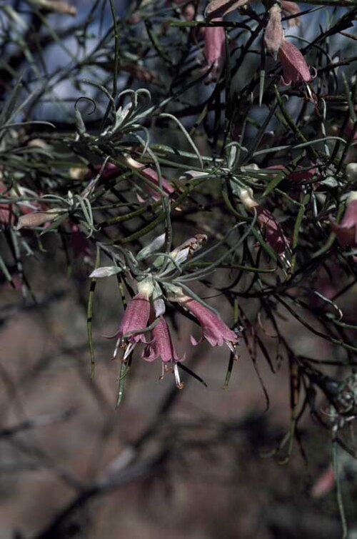 Eremophila stenophylla: Eremophila stenophylla