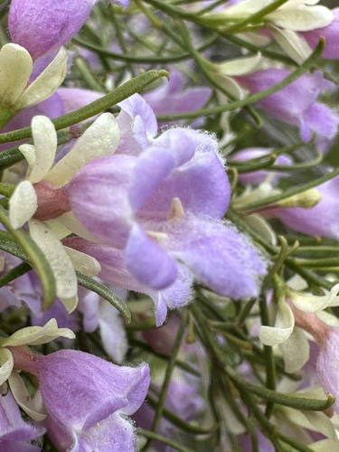Eremophila sturtii (Eremophila sturtii)