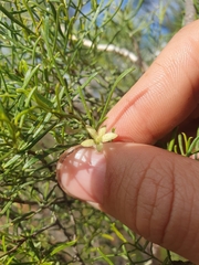 Eremophila sturtii (Eremophila sturtii)