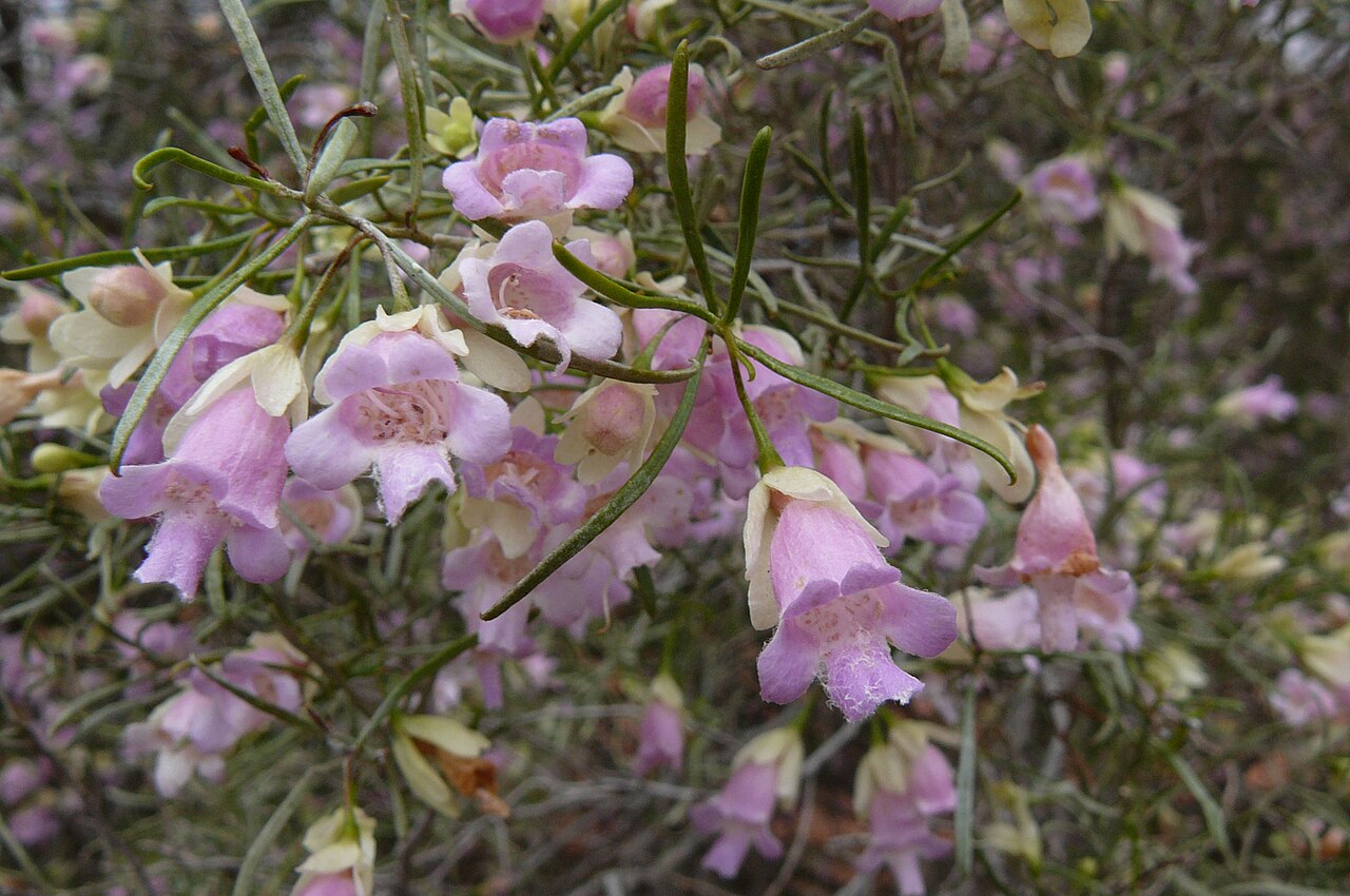 Eremophila sturtii: Shows flowers of Eremophila sturtii. Indicates colour and single flower on stem. eremphila sturtii