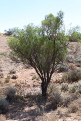 Eremophila sturtii (Eremophila sturtii)