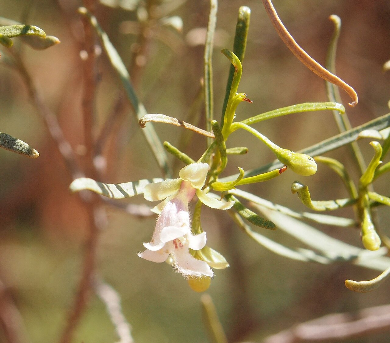 Eremophila sturtii: Eremophila sturtii flower