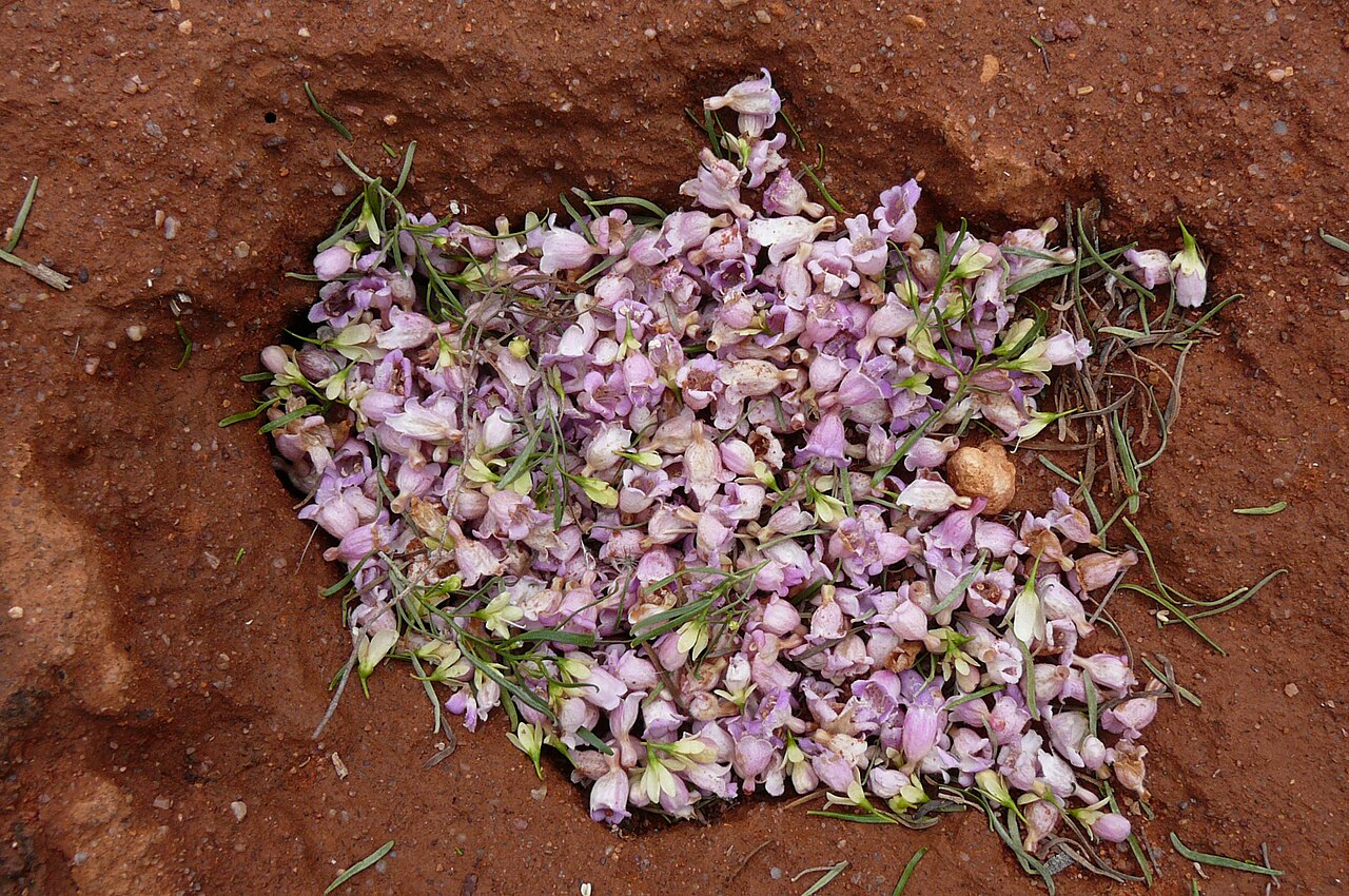 Eremophila sturtii: This photo shows the density of flowers of this species. This is one of its characteristics.