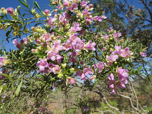 Eremophila sturtii (Eremophila sturtii)