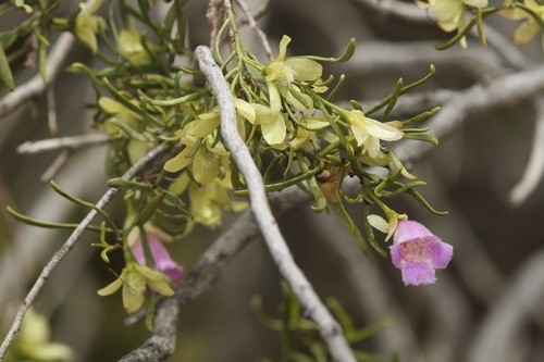 Eremophila sturtii (Eremophila sturtii)