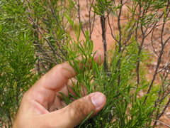 Eremophila sturtii (Eremophila sturtii)