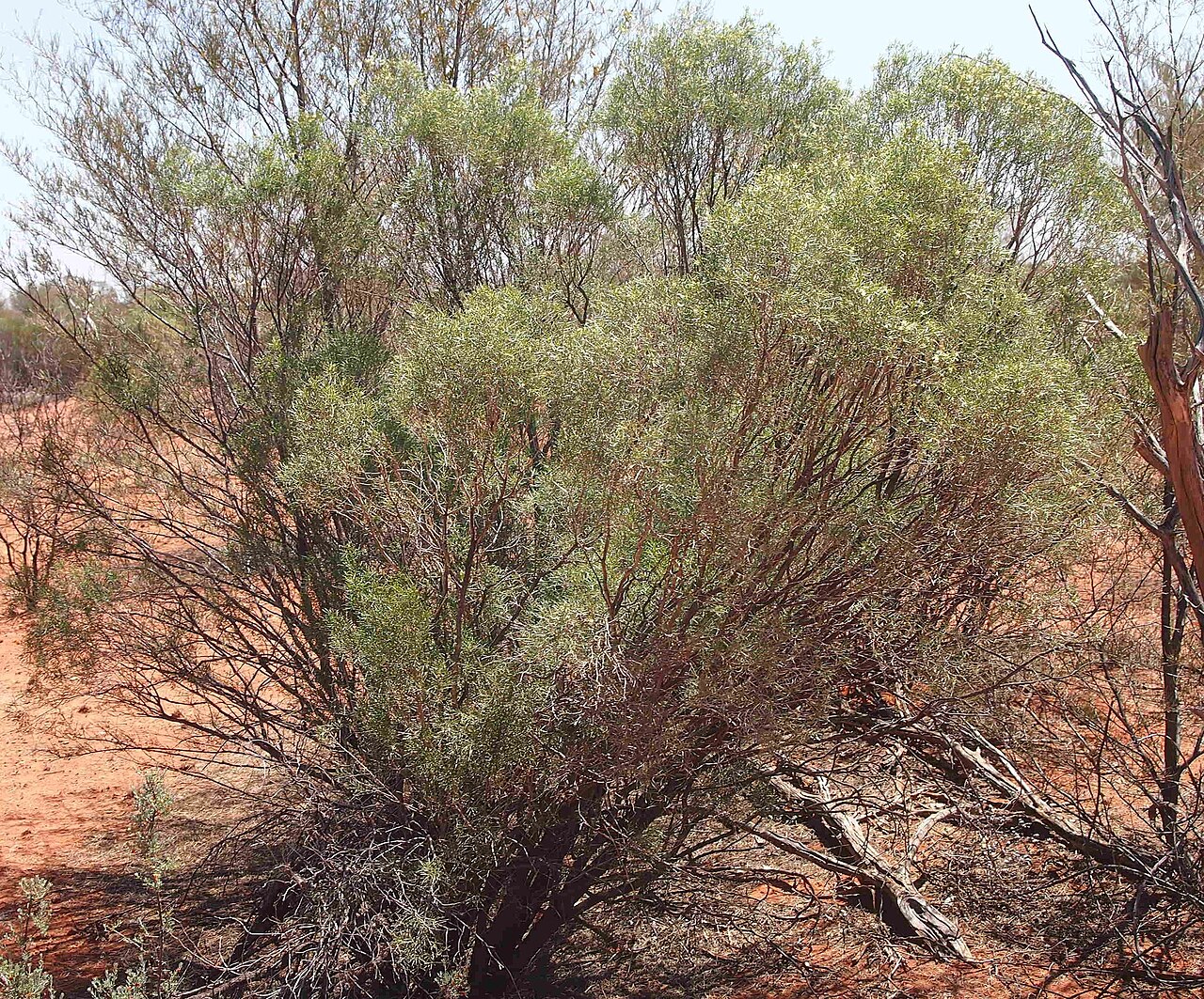 Eremophila sturtii: Eremophila sturtii