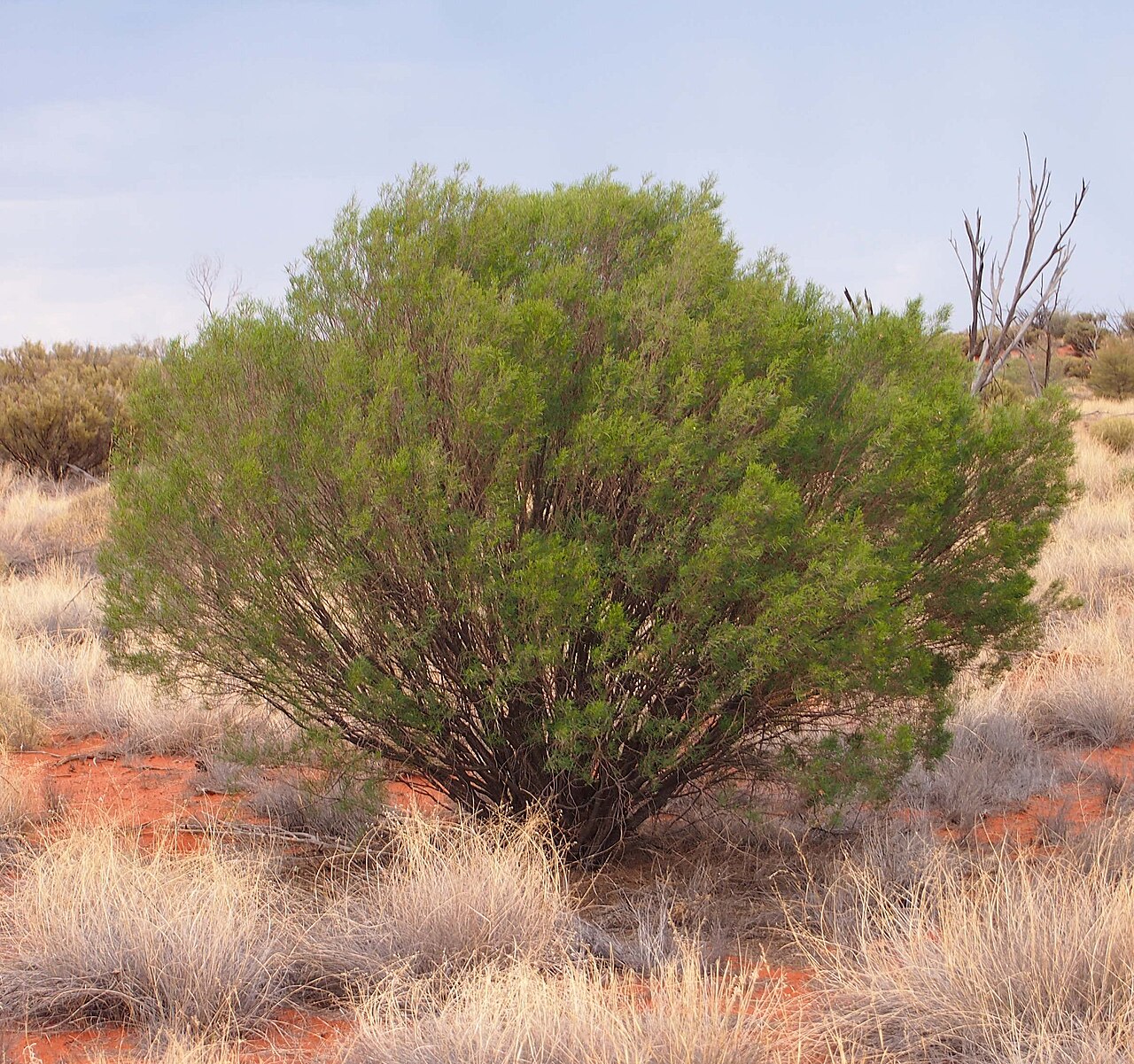 Eremophila sturtii: Eremophila sturtii habit