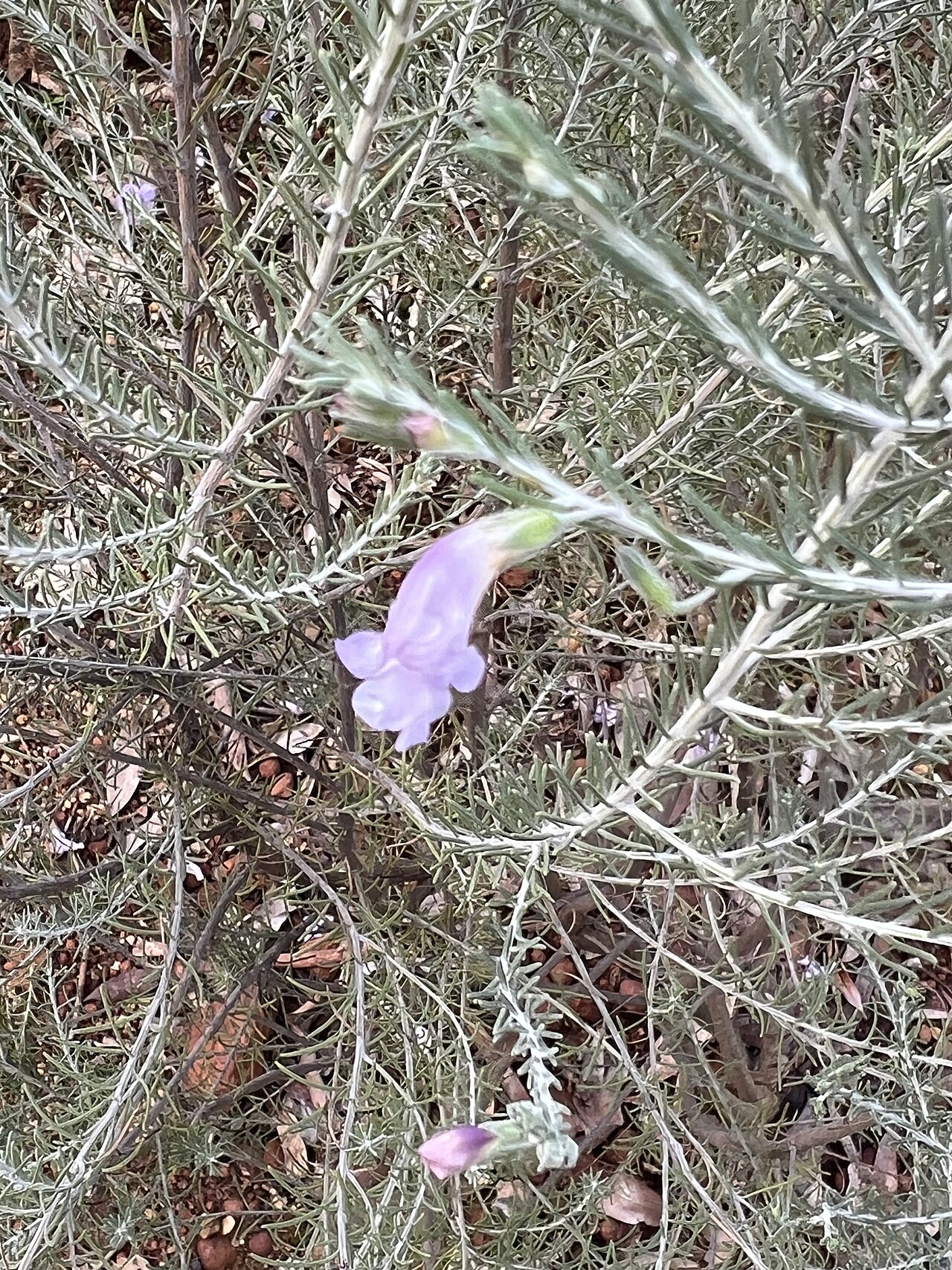 Eremophila subangustifolia: Eremophila subangustifolia