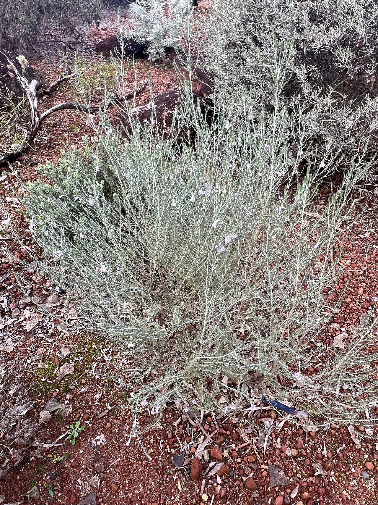Eremophila subangustifolia: Habit