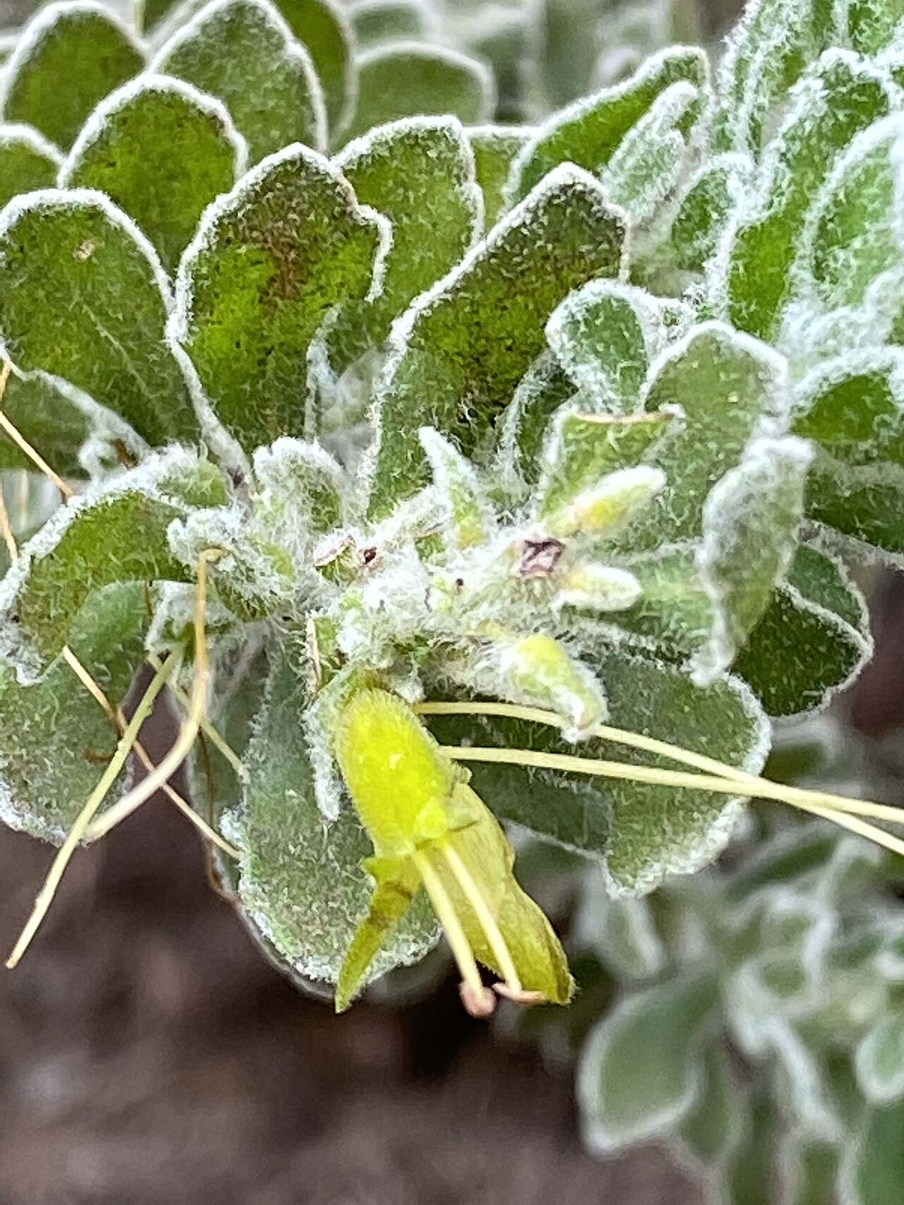 Fuchsia bush: Eremophila subflocossa