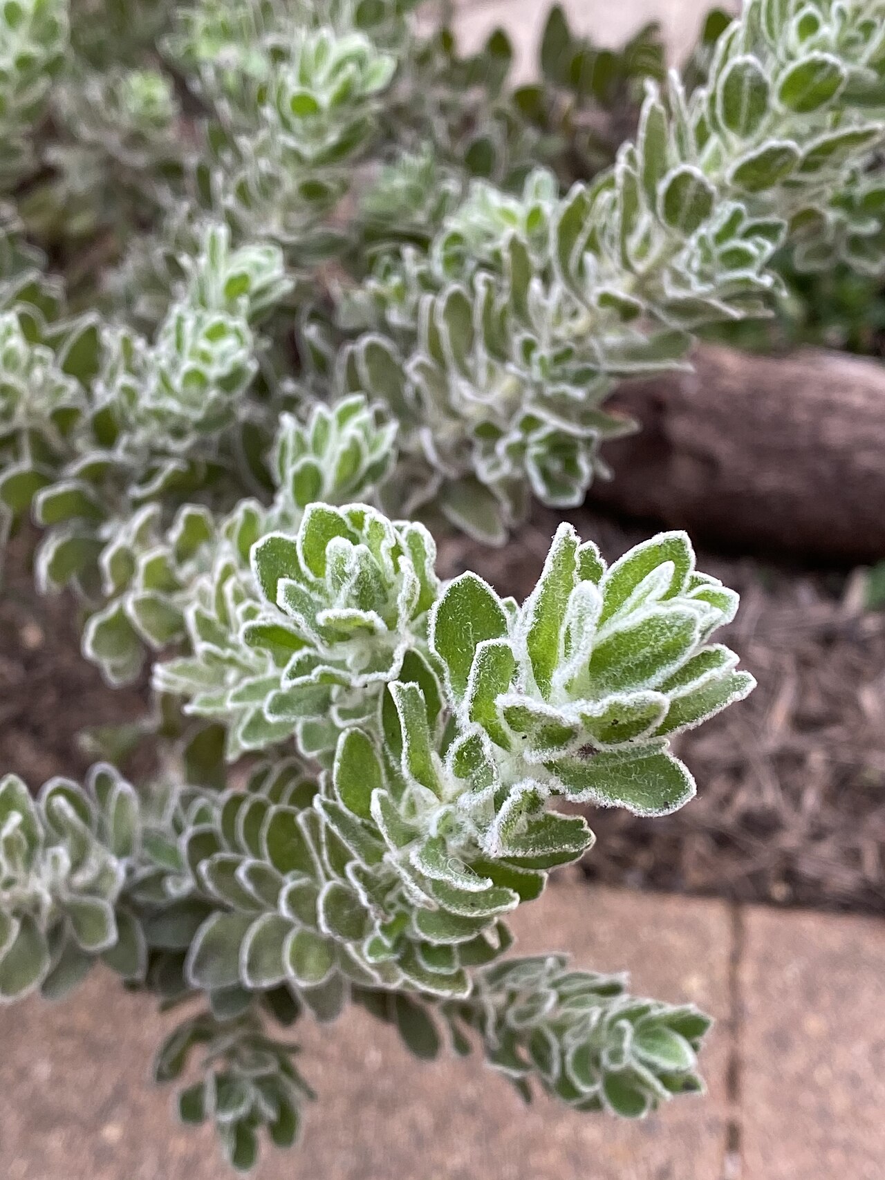 Fuchsia bush: Eremophila subflocossa foliage