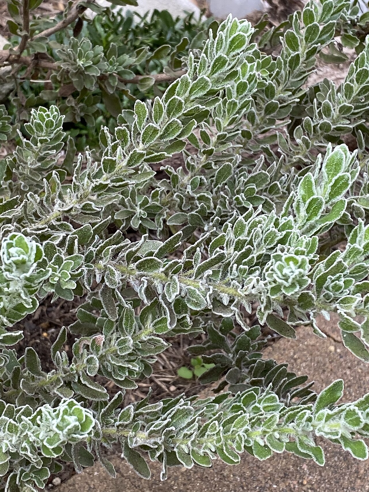 Fuchsia bush: Eremophila subfloccosa cultivated plant growing in Bowral