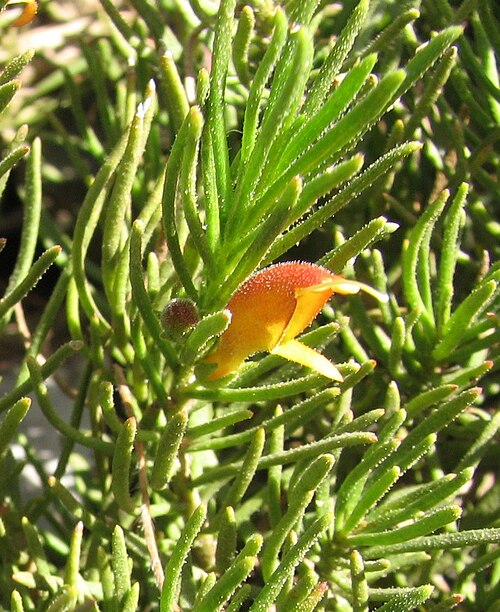 Eremophila subteretifolia: Eremophila_subteretifolia , Royal Botanic Gardens Cranbourne, Victoria, Australia