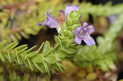 Eremophila ternifolia: Eremophila ternifolia