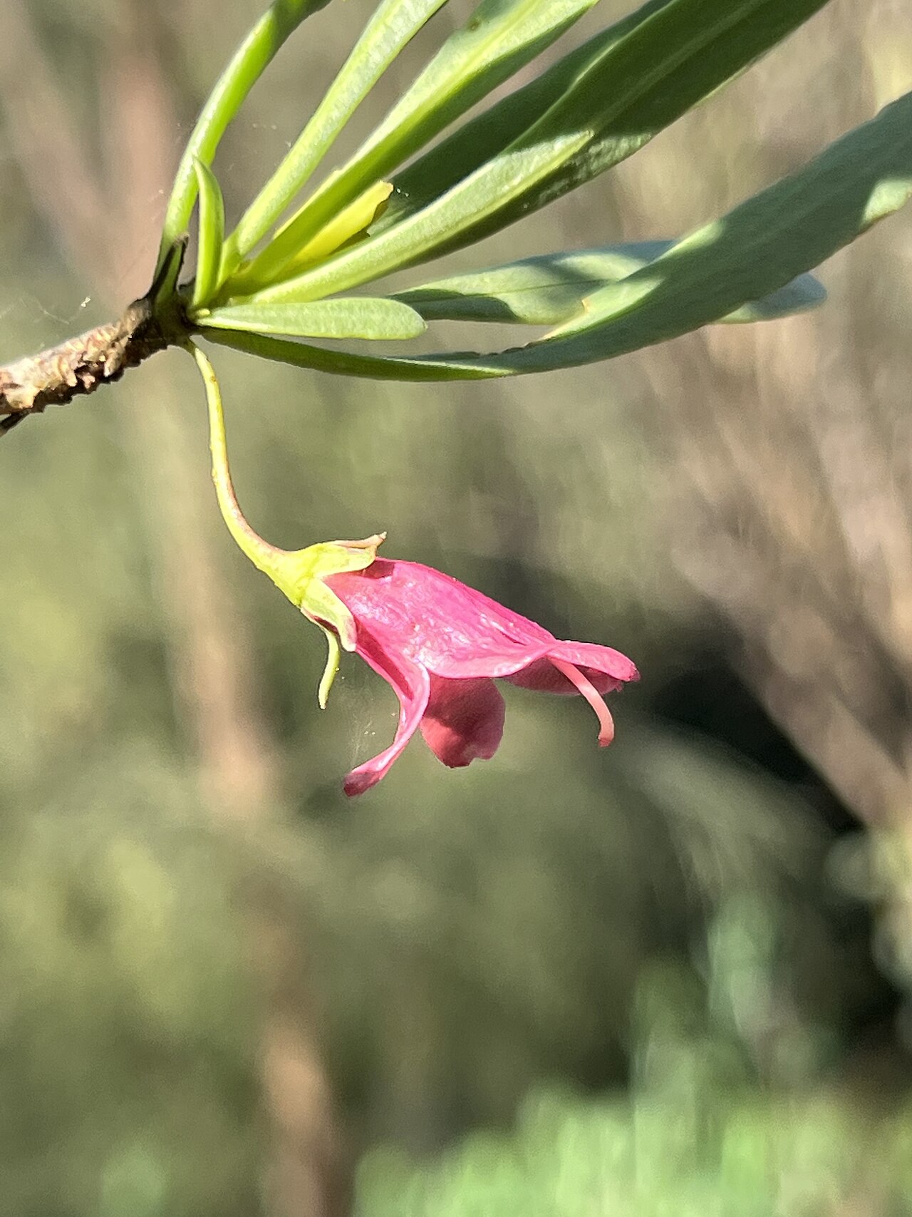 Eremophila tetraptera: Eremophila tetraptera cultivated plant growing in the Australian National Botanic Garden