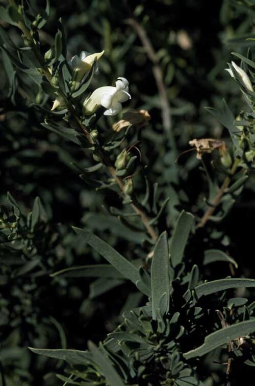 Eremophila tetraptera: Eremophila tetraptera