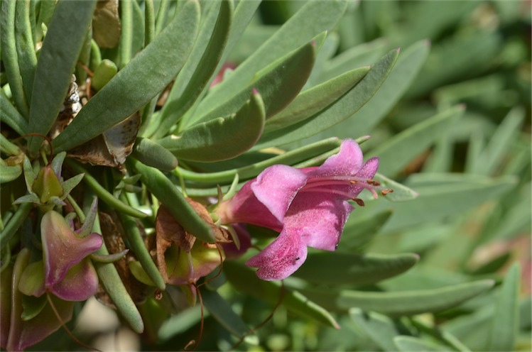 Eremophila tetraptera: Eremophila tetraptera in the Australian Arid Lands Botanic Gardens, Port Augusta, South Australia