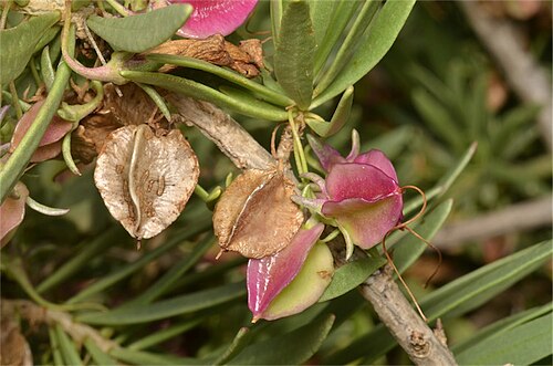 Eremophila tetraptera: Fruit of Eremophila tetraptera in the Australian Arid Lands Botanic Gardens, Port Augusta, South Australia